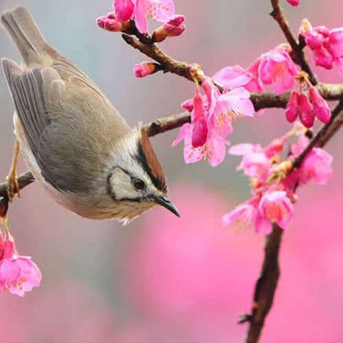 تفاوت و شباهت دیدگاه ملاصدرا و ابن‌سینا در مورد نفس